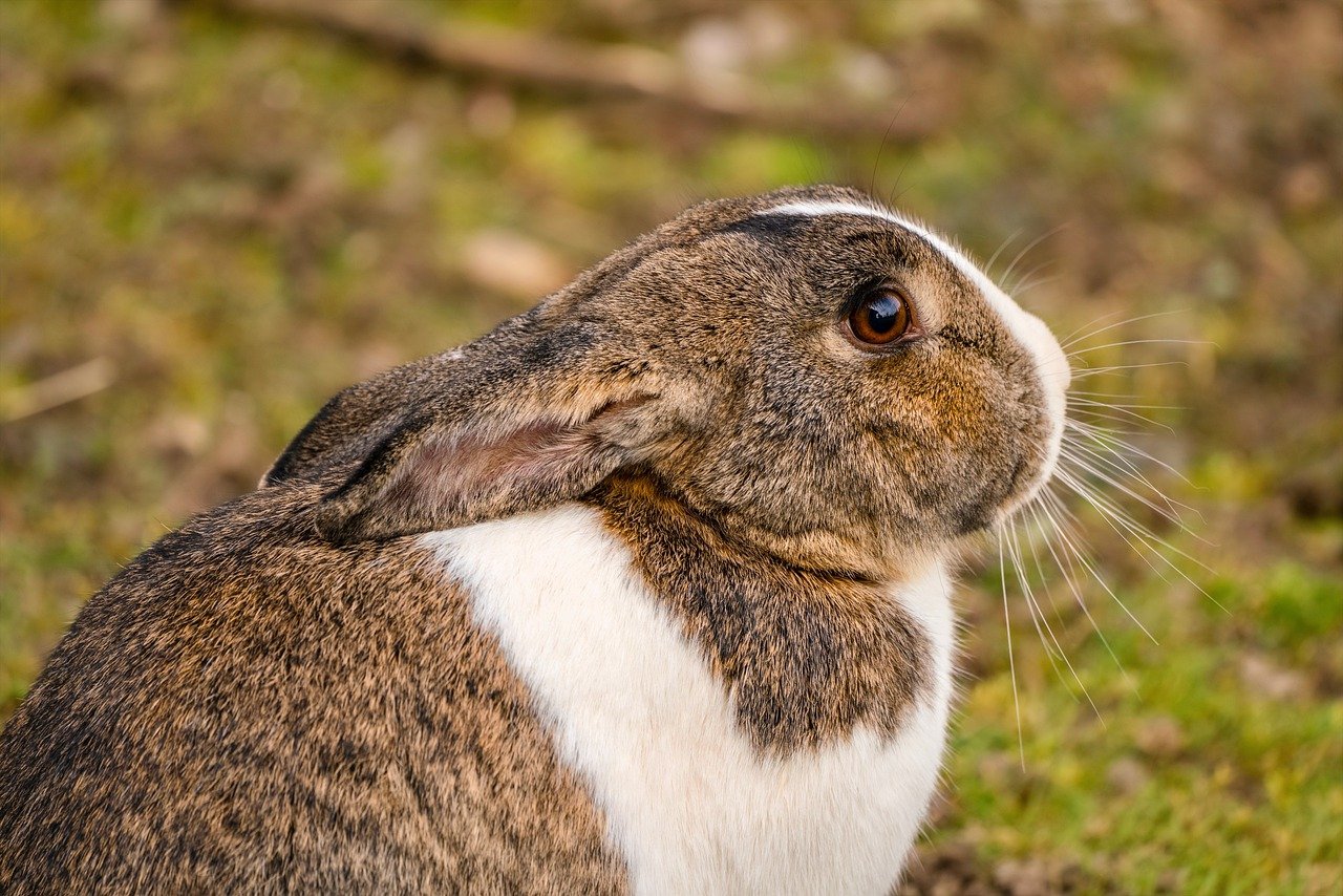 Quel foin choisir pour mon lapin ?